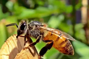 क्या मधुमक्खियां सच में डंक मारने के बाद मर जाती हैं? जानिए मधुमक्खी से जुड़े कुछ आश्चर्यजनक तथ्य
