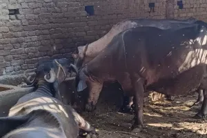 रामपुर : तापमान बढ़ते ही गिरने लगा पशुओं में दुग्ध उत्पादन, बेहतर रखने के लिए यह करें पशुपालक