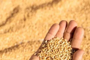 बदायूं: समर्थन मूल्य से कम पर गेहूं की खरीद कर रहे आढ़ती 