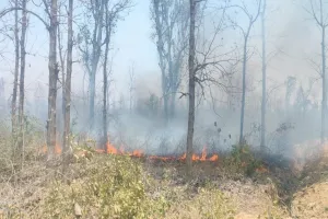 श्रावस्ती: अज्ञात कारण से जंगल में लगी आग फारेस्ट गार्ड झुलसे 
