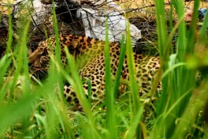 हल्द्वानी:  Photo Gallery: लोहे के कांटेदार तारों में फंसा गुलदार, अमृत विचार के फोटो जर्नलिस्ट ने किया कैमरे में कैद
