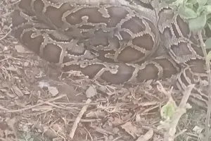 बहराइच: खरगोश को निगल गया अजगर, ग्रामीणों ने वीडियो बनाकर किया वायरल