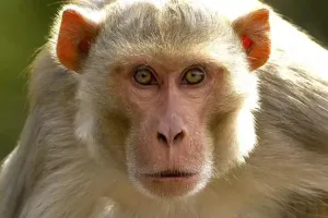 अयोध्या: बंदरों की उछल कूद से दगा बिजली तार, धमाके से डरे लोग, तीन घंटे बाद मिली बिजली