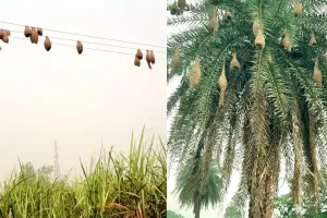 अब कम दिखाई देती हैं 'बया की कालोनी', हरियाली की कमी से चिड़ियों के अस्तित्व पर संकट, इंसान की फितरत से परिंदों ने बदला ठिकाना 