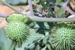 बलिया: भोजन में धतूरे का पत्ता खाने से मिजोरम पुलिस के 7 जवान बीमार