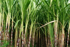 रुद्रपुर: जिले में गन्ने की प्रजाति सीओ 118 को दिया जा रहा बढ़ावा