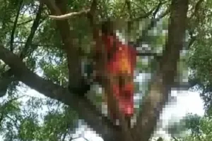 हरदोई: सीएम आएंगे तभी नीचे उतरूंगी, समूह की संचालिका ने पेड़ पर चढ़ किया हाईवोल्टेज ड्रामा, जानें पूरा मामला