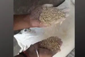 बरेली: मुफ्त राशन में बांटने के लिए भेज दिया घटिया गेहूं, किया वापस