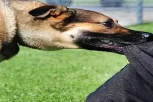 Farrukhabad News: कुत्तों के हमले से किशोर घायल, परिजनों ने इलाज के लिए लोहिया अस्पताल में कराया भर्ती