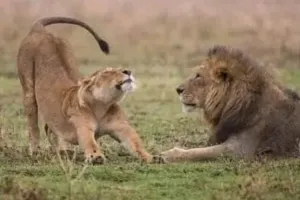 Etawah News: CM योगी के मेहमान बनेंगे अखिलेश के शेर...अब गोरखपुर के लोग करेंगे शेर भरत व शेरनी गौरी के दीदार