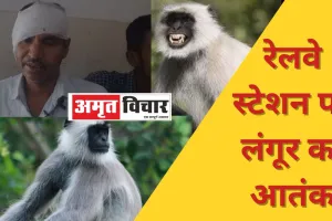 Bareilly News: रेलवे स्टेशन पर लंगूर का आतंक, यात्री पर हमला कर कान काटकर किया घायल