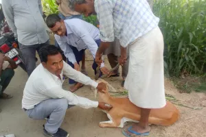 बदायूं: जंगली कुत्तों ने हिरण को घेरा, मुंह नोंच कर किया घायल 