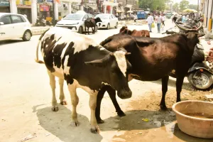 मुरादाबाद : छुट्टा गोवंश बने मुसीबत, पकड़ने में निगम प्रशासन सुस्त