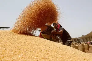 मुरादाबाद : गेहूं खरीद में मुरादाबाद संभाग लखनऊ से आगे, प्रदेश में दूसरा स्थान