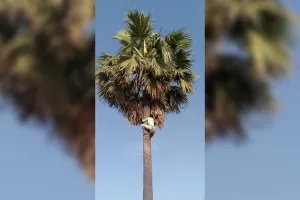 Unnao: केमिकल युक्त ताड़ी बेचकर खुलेआम हो रहा लोगों की जान से खिलवाड़...आबकारी अफसरों की मिलीभगत से हो रहा खेल