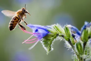 भीमताल में बनेगा भारत का दूसरा हनी-बी पार्क, महिलाओं की आजीविका में होगी वृद्धि 