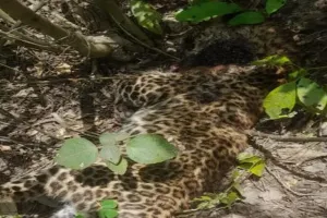 तेंदुए का खेत में मिला शव, आपसी संघर्ष में मौत की आशंका