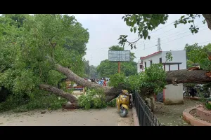अयोध्याः सदर तहसील के सामने गिरा विशाल पेड़, चार घायल, दो बाइक क्षतिग्रस्त 