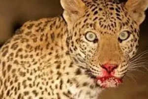 हल्द्वानी: 7 साल का बच्चा बना तेंदुए का निवाला, दादी के साथ घर से बाहर आया था बालक