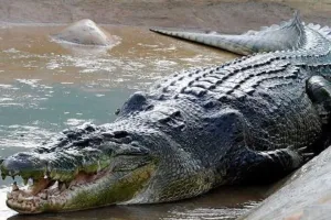 रामनगर: रामगंगा नदी में वन कर्मी पर झपटा मगरमच्छ, हिम्मत दिखा खुद को छुड़ाया