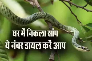 हल्द्वानी: सांप निकले तो वन विभाग के इन नंबरों पर दे सूचना 