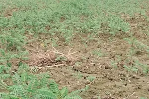 हरी खाद उगाकर भूमि की उर्वरा शक्ति बढ़ रहे किसान, रासायनिक खादों के प्रयोग से घट रही उत्पादन क्षमता