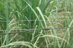 सीतापुर : खेतों में लगे कटीले तारों में करंट उतरने से पिता-पुत्री की मौत,मां झुलसी 