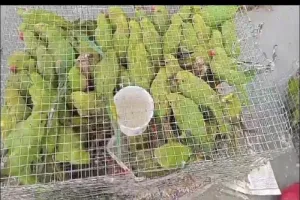 रामपुर : तस्करी के लिए दिल्ली ले जाए जा रहे 205 तोतो के साथ एक गिरफ्तार, आरोपी से की जा रही पूछताछ 