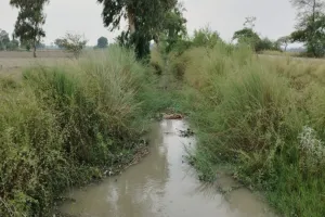 किसानों पर छाए संकट के बादल : ड्रेन की सफाई न होने से डूबेगी धान की फसल