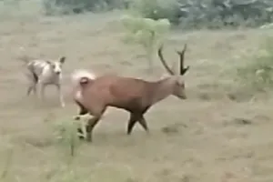 आफत में पड़ी जान : कुत्तों से बचने के लिए बारहसिंगा ने तालाब में लगाई छलांग