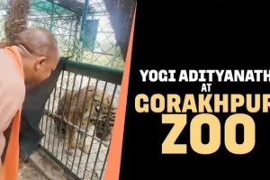 गुर्राते बाघ को मुख्यमंत्री योगी आदित्यनाथ ने किया शांत, गैंडे को हाथों से खिलाया केला