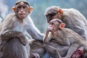 लखनऊ :  संदिग्ध परिस्थतियों में पांच वानरों की मौत, विसरा सुरक्षित