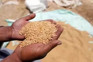 शाहजहांपुर: लक्ष्य के सापेक्ष एक चौथाई भी नहीं हो सकी गेहूं खरीद