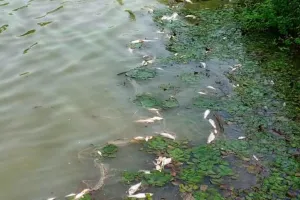 Banda News: तालाब में जहरीला पदार्थ डालकर मछलियों को मारने का आरोप...आरोपी के खिलाफ रिपोर्ट दर्ज