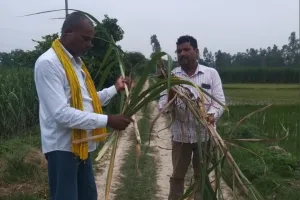 अयोध्या: तीन गंभीर रोगों से गन्ने की फसल हो रही है प्रभावित