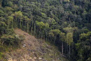वनों का विस्तार