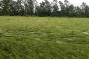 पीलीभीत: 7583 बाढ़ पीड़ित किसानों को मदद की दरकार, प्रशासन कर रहा बजट का इंतजार