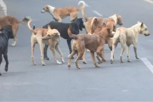 Dog Attack In Unnao: आवारा कुत्तों का आतंक...शुक्लागंज में एक माह में 300 लोगों को काटा, पालिका पकड़ने के लिए नहीं चला रहा अभियान