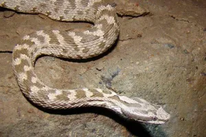 रामनगर: करैत को रेस्क्यू करने गए युवक को गंवानी पड़ी जान