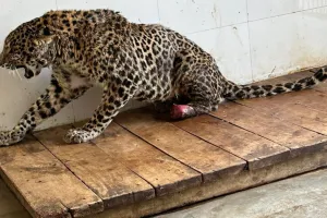 Etawah News: सफारी पार्क में रेस्क्यू कर लाए गए तेंदुए की हालत गंभीर...दो माह से नहीं हो पा रहा खड़ा