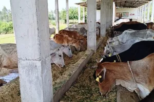 पीलीभीत: गोशालाओं की बदहाली करा रही थी फजीहत...अब लापरवाही मिली तो नपेंगे प्रधान, अधिकार होंगे सीज