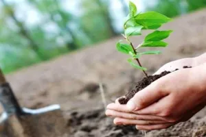 आवास विकास की योजनाओं में 1.20 लाख पौधे फैलाएंगे हरियाली, मुख्य मार्गों के किनारे 'एकल मार्ग - एकल प्रजाति' थीम पर होगा पौधरोपण