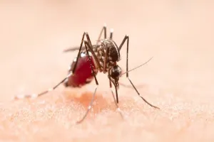 मुरादाबाद : रतनपुर कलां गांव में मिला मलेरिया का पहला रोगी, टीएमयू में चल रहा इलाज