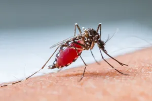 बरेली: देहात क्षेत्र में कहर ढा रहा मलेरिया, 1062 हुए मरीज