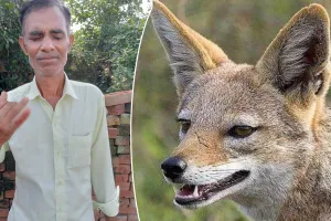 पीलीभीत: नहीं थमे सियार के हमले, एक व्यक्ति घायल चार ने भागकर बचाई जान