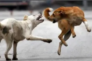  हाईकोर्ट के समीप आवारा कुत्तों का आतंक