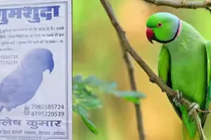 मेरा मिट्ठू खो गया है... तोता खोने पर गम में डूबा युवक, सूचना देने वाले को देगा मोटी रकम, गली-गली लगाए पोस्ट 