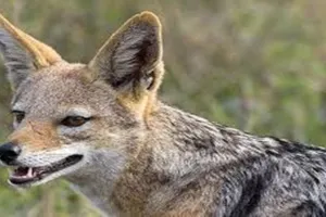 अमेठी: मुंशीगंज में सियार के हमले में 6 ग्रामीण घायल, इलाके में दहशत