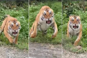 गन्ने की पत्ती तोड़ने गये किसान पर बाघ का हमला : प्राथमिक उपचार के बाद जिला अस्पताल रेफर