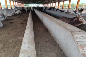 लखनऊ : ‘पंचगव्य’ से तैयार होगा विशाल ऑर्गेनिक बाजार